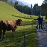 Biking Trail San Candido Cow