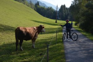 Biking Trail San Candido Cow