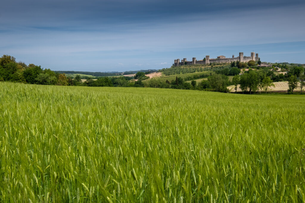 Monteriggioni Castle with grain field