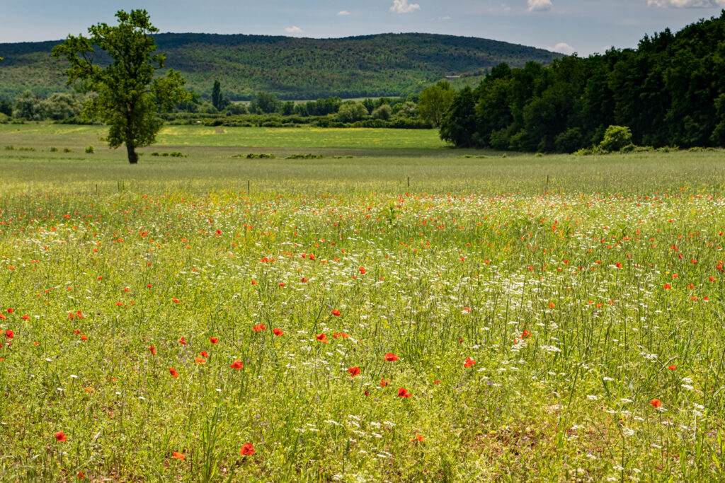Flowers towards Siena